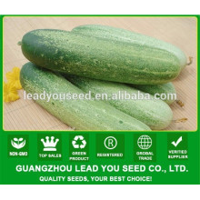 NCU04 Dage Big friut pepino semillas China high yield agricultura semillas compañías